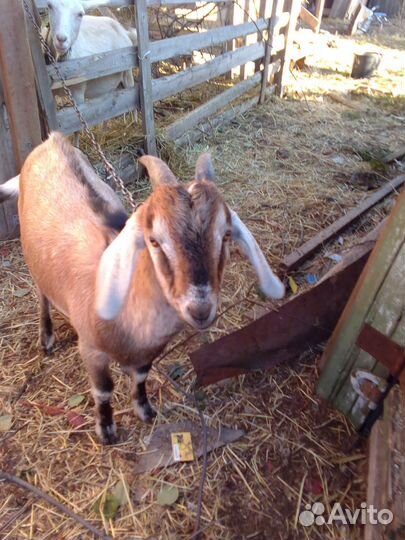 Нубийский козел