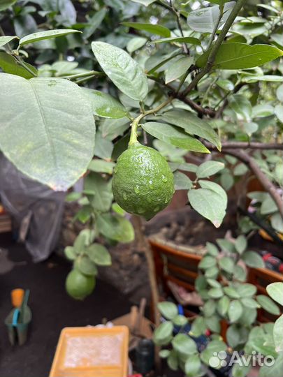 Лимонное дерево с плодами