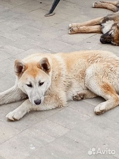 Собака в добрые руки