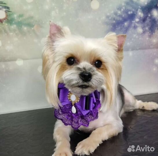 Грумер, стрижка животных