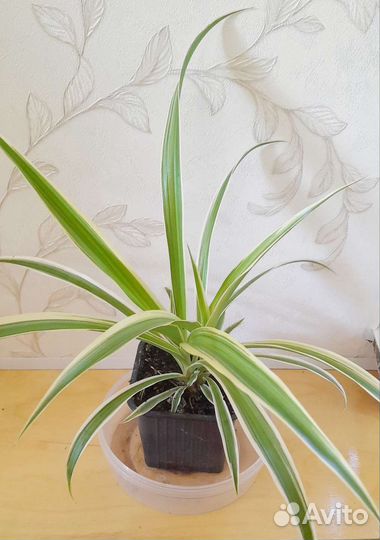 Диффенбахия,Сцындапсус,хлорофитум,Монстера