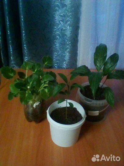 Набор 3 цветка