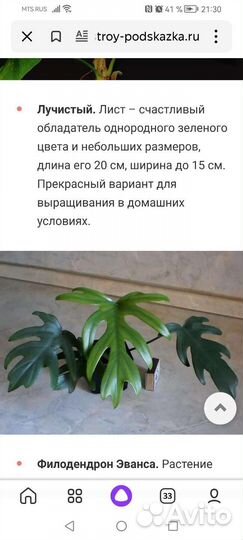 Филодендрон лучистый