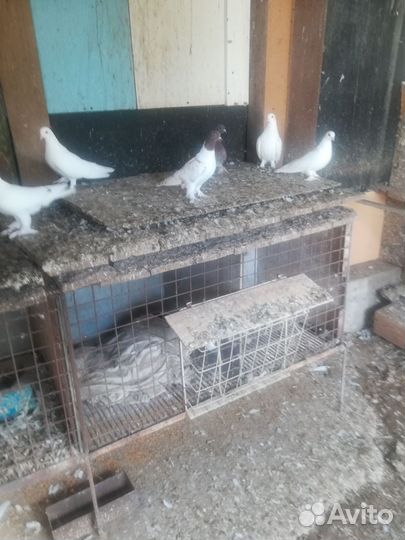 Продажа голубей