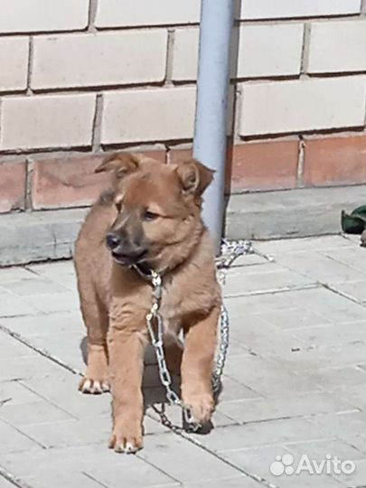 Щенок мальчик