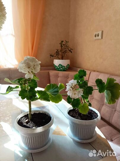 Герань белая в горшочке