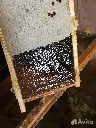 Мед, соты, пчелпакеты