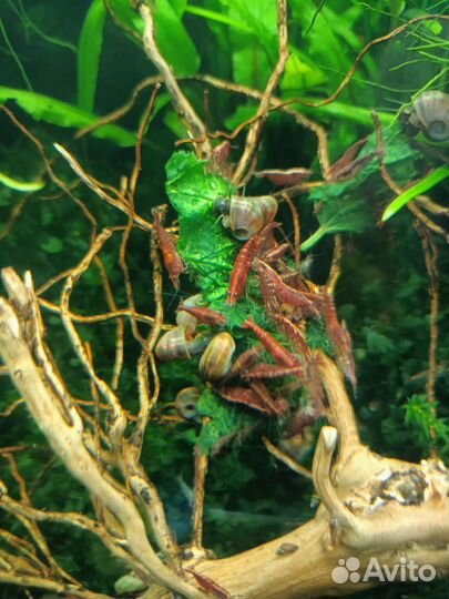 Прополка, корм