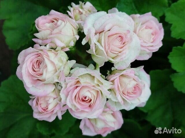 Пеларгония герань сортовая