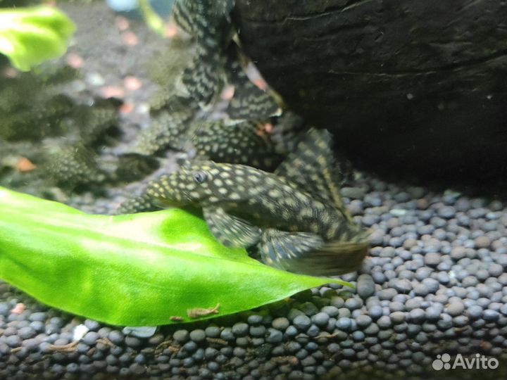 Мальки анциструса