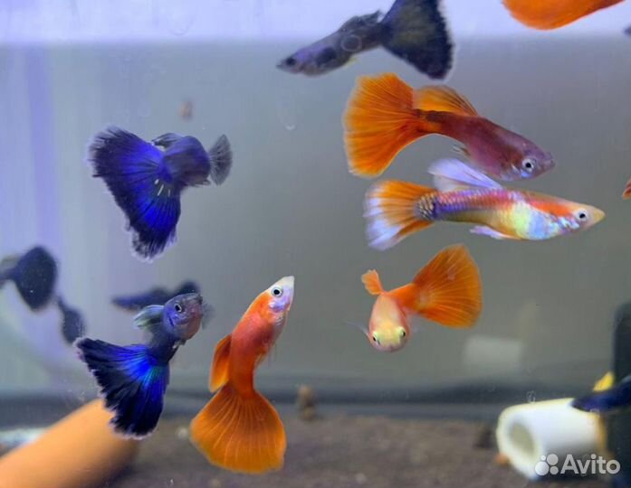 Аквариумные рыбки