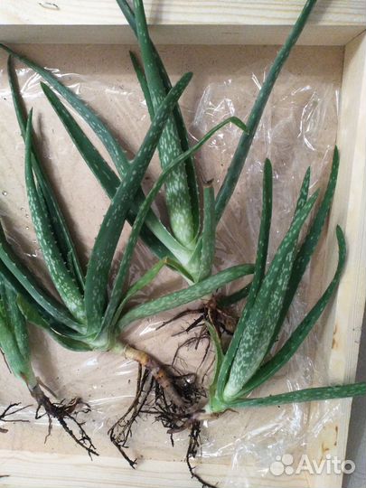 Алое вера лечебное детки