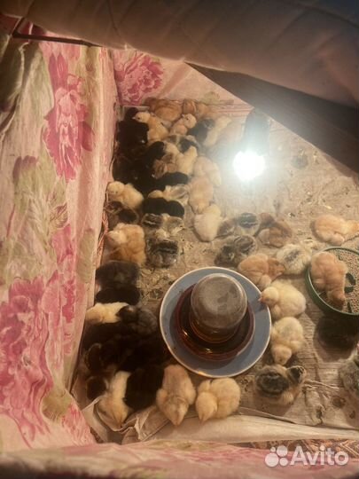 Цыплята суточные