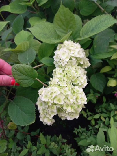Гортензия древовидная аннабель