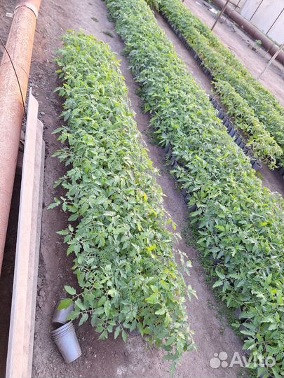 Рассада томатов