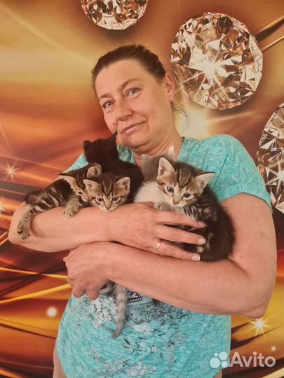 Котята в добрые руки 1 месяц