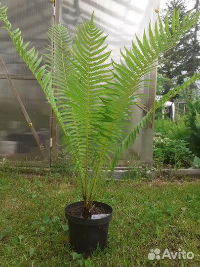 Папоротник страусник