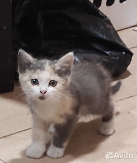 Котята мальчик и девочка