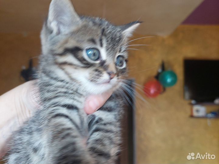 Котик 1,5 месяца