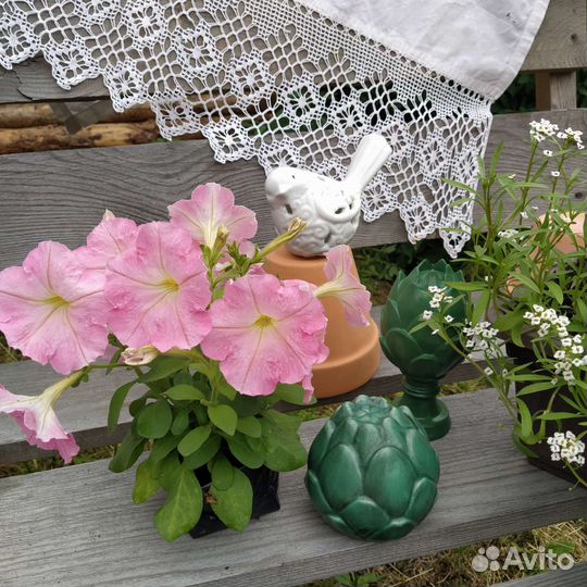 Рассада однолетних цветов, петуния,Виола, алиссум