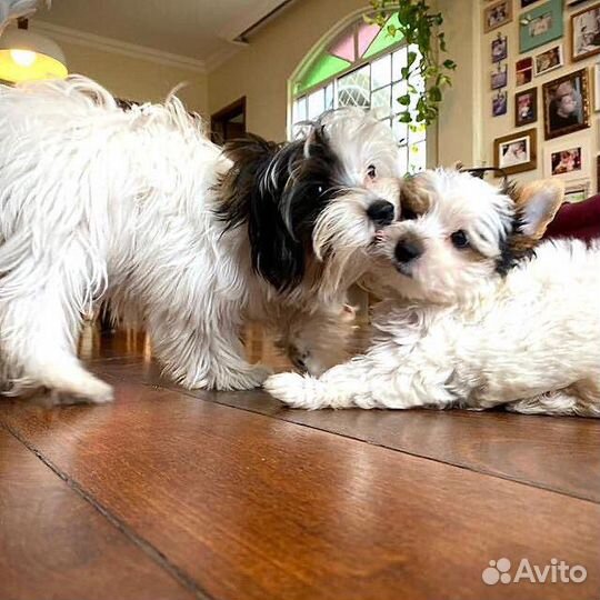 Мечты сбываются