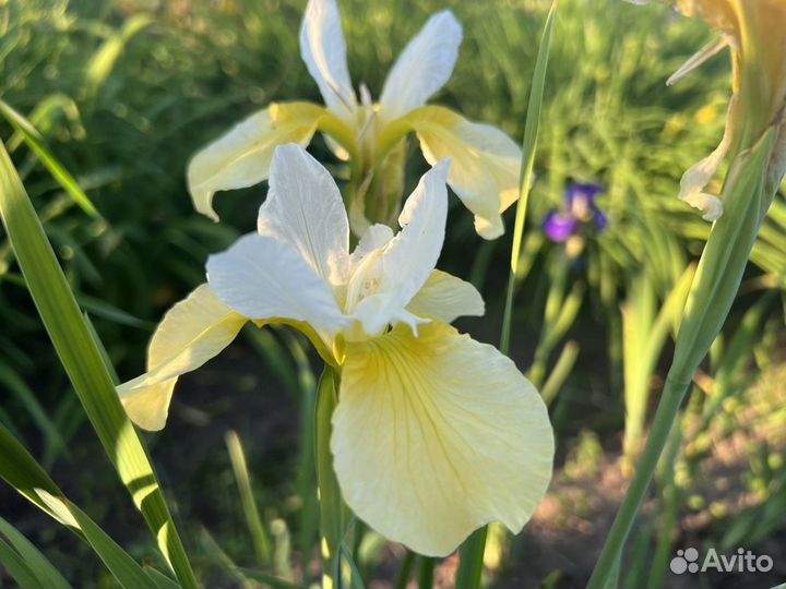 Ирис сибирский