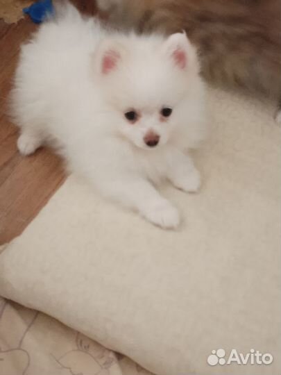 Щенки немецкого шпица