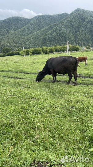 Джерсейская /абердин ангусская корова и телочка