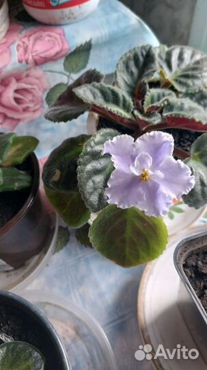 Комнатные цветы