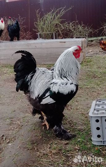 Инкубационное яйцо Брама, Кохинхин