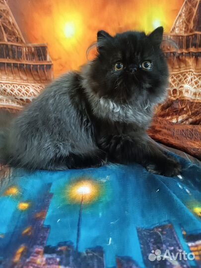 Персидские котята