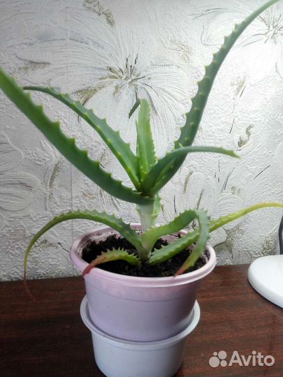 Алоэ столетник