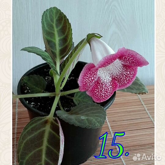 Семена глоксиний