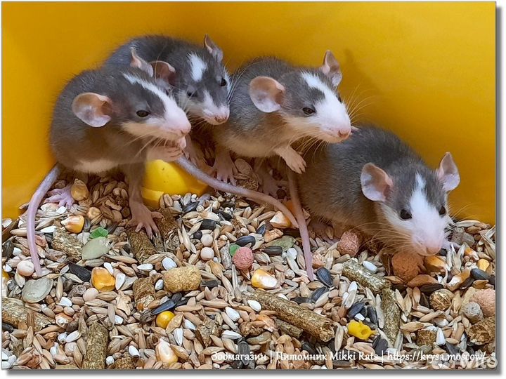 Крысы, крысята (хаски) Дамбо