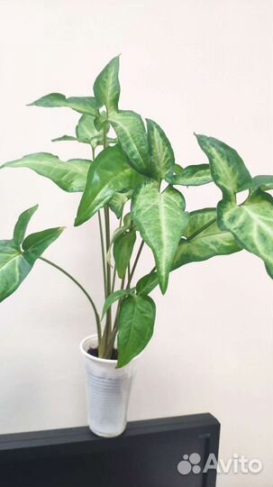 Офисные и комнатные растения