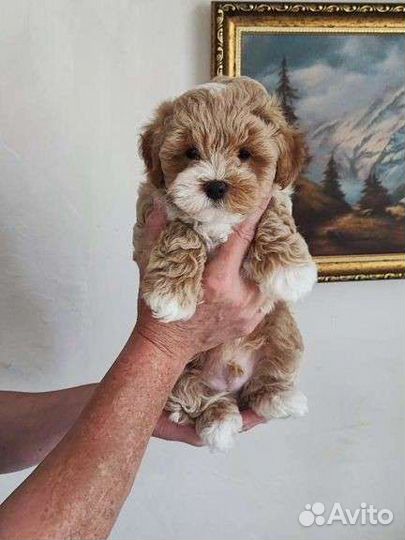 Мальтипу щенки