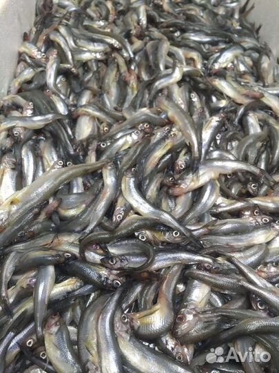 Ладожская корюшка