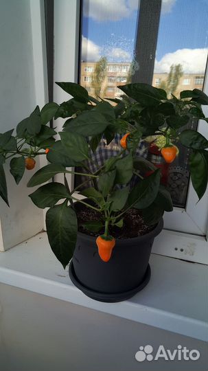 Перец острый