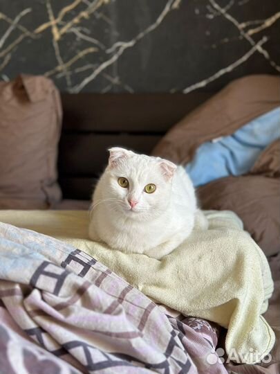 Кот в добрые руки