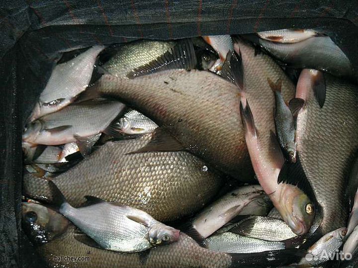 Рыба сазан, карп, судак, лещ