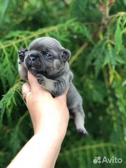 Французский бульдог щенки