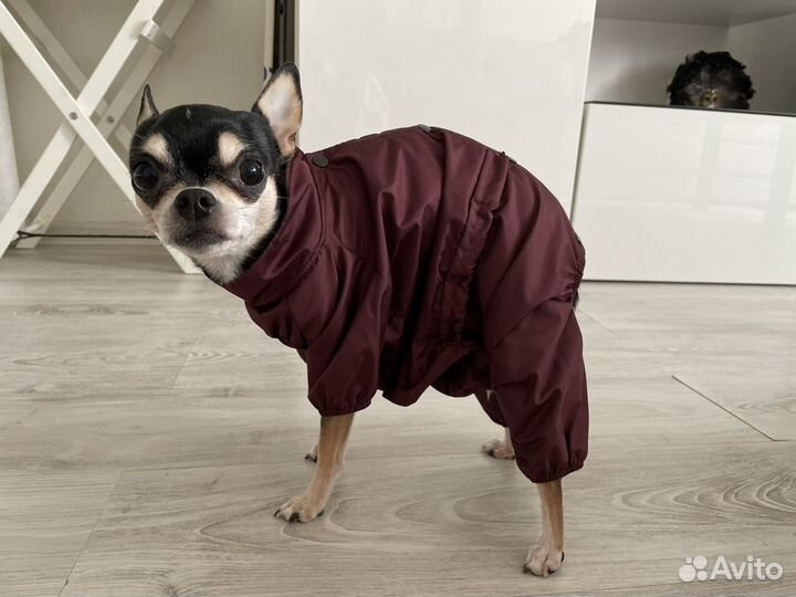 Дождевик для маленькой собаки