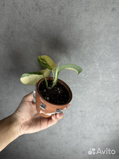 Сциндапсус жаде сатин вариегатный