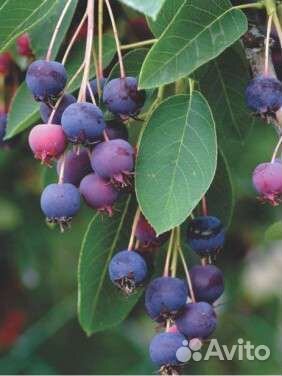 Черенки ирги