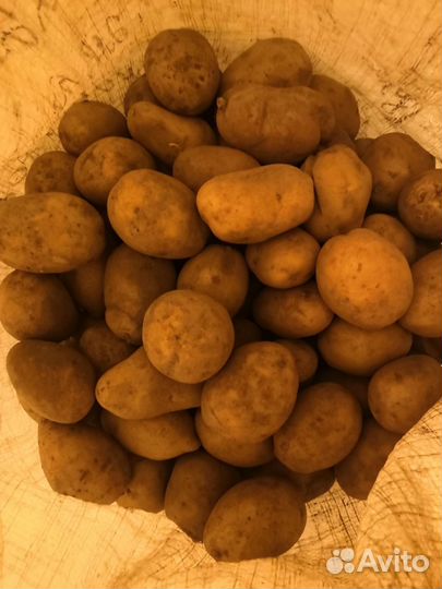 Продам картофель домашний