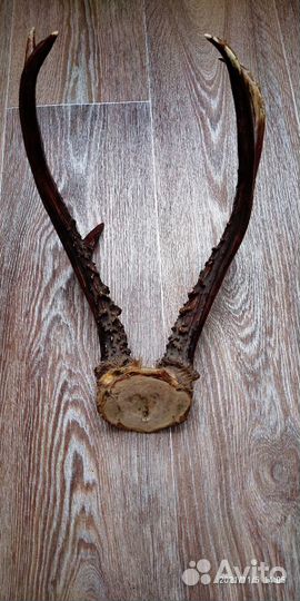 Продам рога