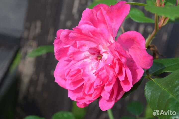 Роза флорибунда 