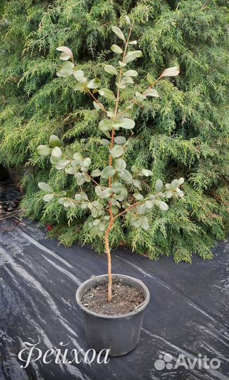 Растения для дома и сада