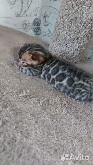 Бенгальские котята