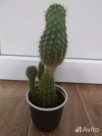 Кактусы оригинальной формы